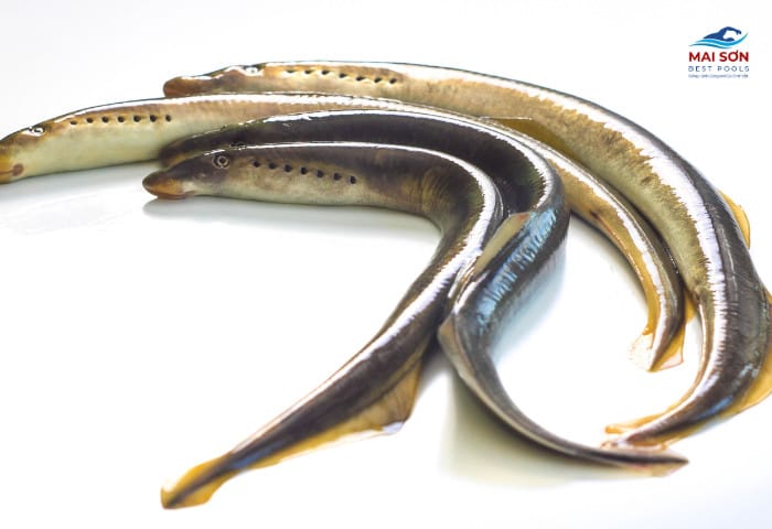 Nuôi cá chình trong bể lót bạt mang lại hướng đi mới trong phát triển kinh tế