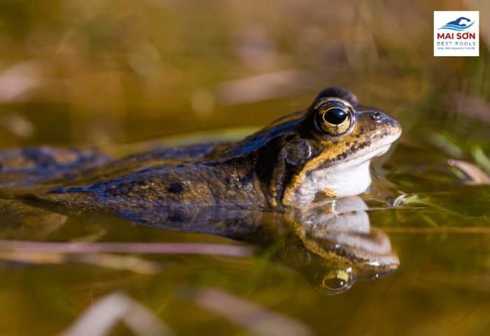 Nuôi ếch bể bạt đang được nhiều bà con lựa chọn