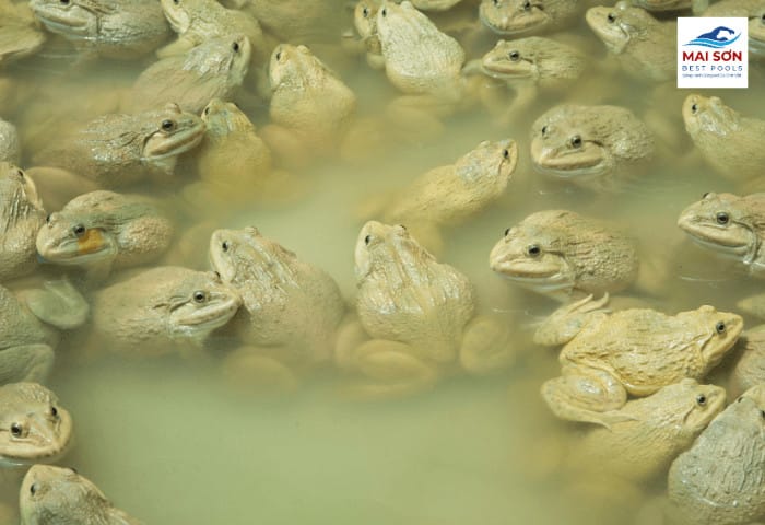 Nuôi ếch bể bạt là mô hình với nhiều ưu điểm vượt trội