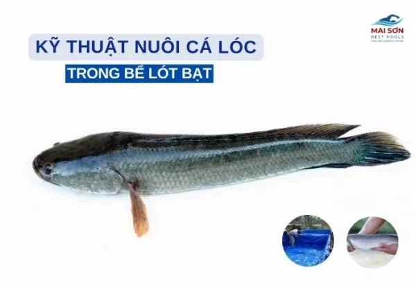 nuôi cá lóc trong bể lót bạt