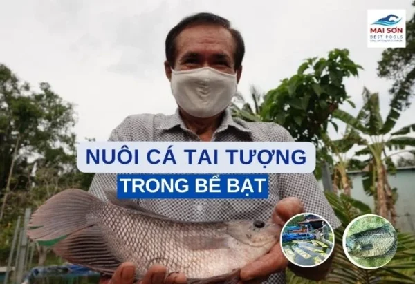nuôi cá tai tượng trong bể bạt