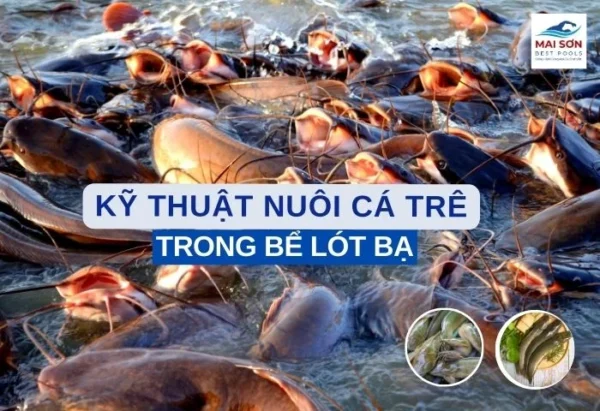 nuôi cá trê bể bạt