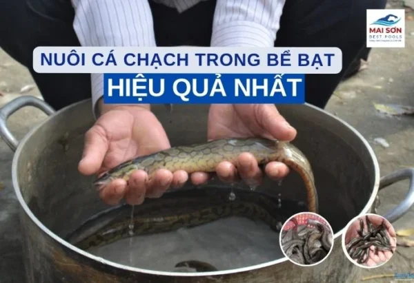 nuoi-ca-chach-trong-be-bat