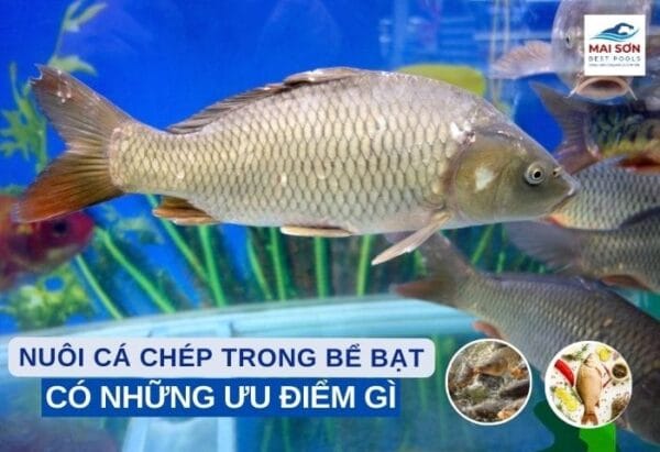 nuôi cá chép trong bể bạt