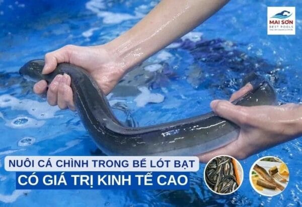 nuôi cá chình trong bể lót bạt