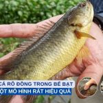 nuôi cá rô đồng trong bể bạt