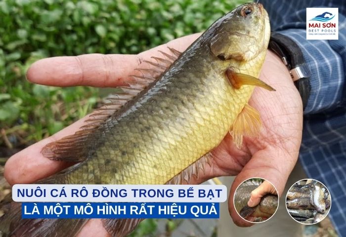 nuôi cá rô đồng trong bể bạt