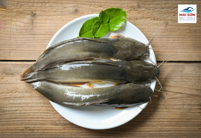 Cá trê là nguồn thực phẩm mang lại nhiều dinh dưỡng