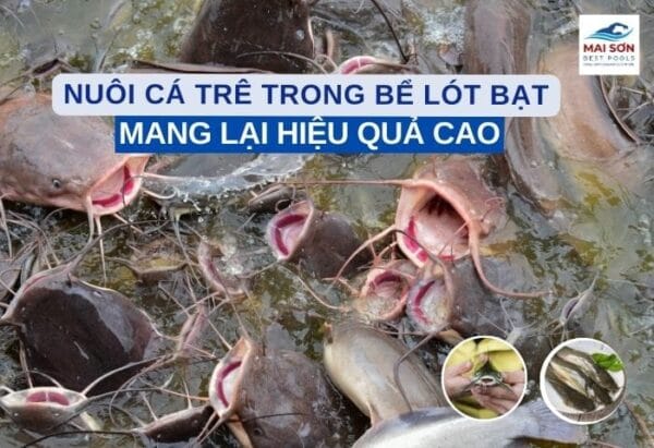 nuôi cá trê trong bể lót bạt