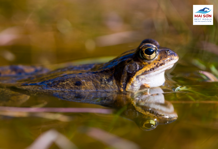 Mai Sơn Best Pools – Nhà hơi Lâu Đài, Đồ Chơi Bơm hơi
