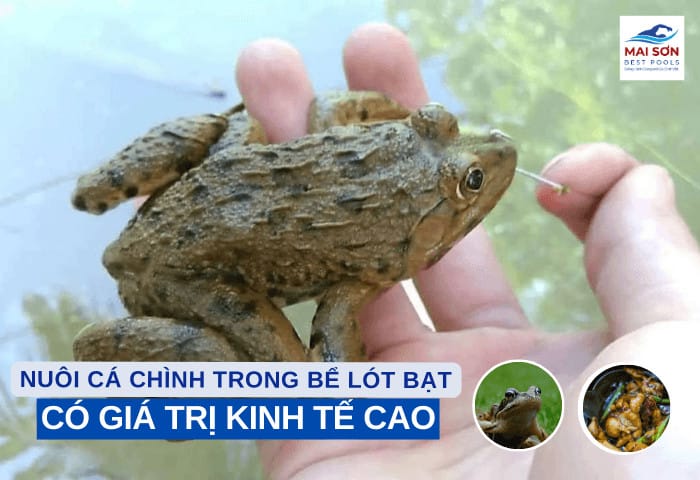 Mai Sơn Best Pools – Nhà hơi Lâu Đài, Đồ Chơi Bơm hơi