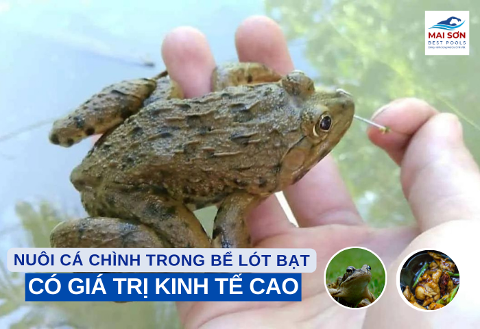 Mai Sơn Best Pools – Nhà hơi Lâu Đài, Đồ Chơi Bơm hơi