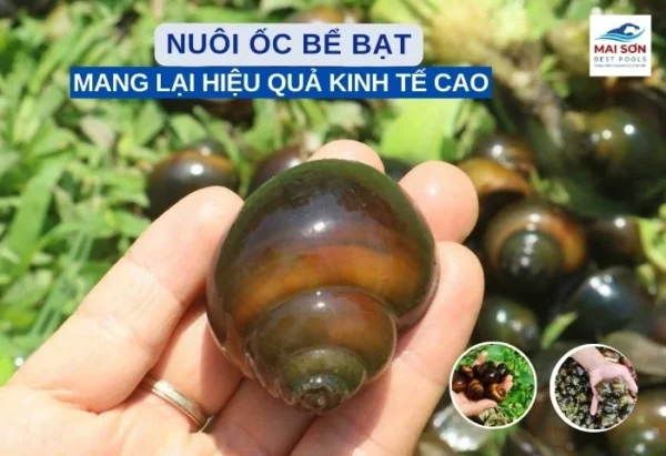 nuôi ốc sử dụng bể bạt