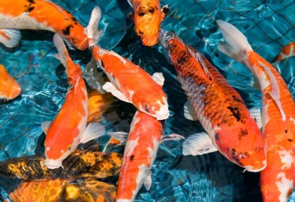 Cá Koi cá cảnh được ưa chuộng nhiều hiện nay.