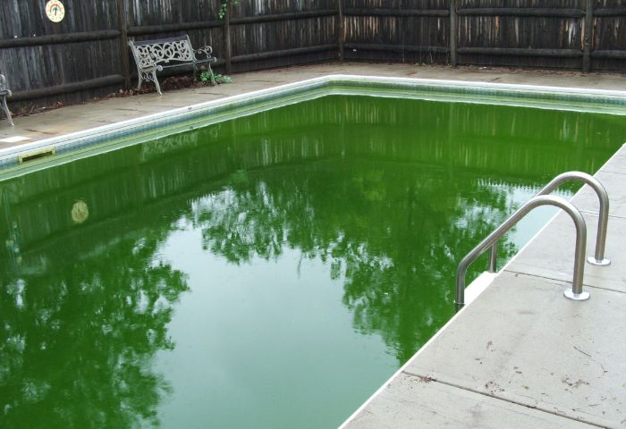 Rêu tảo phát triển do bể bơi không được vệ sinh định kỳ