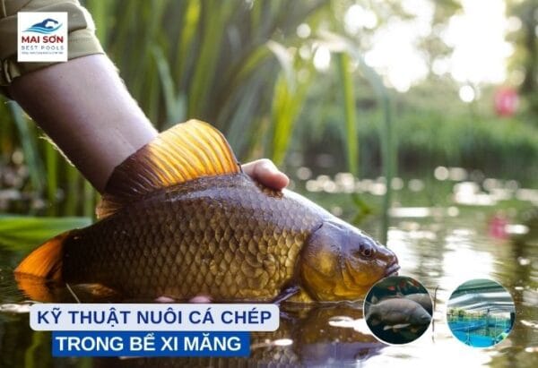 Nuoi-ca-chep-be-xi-mang