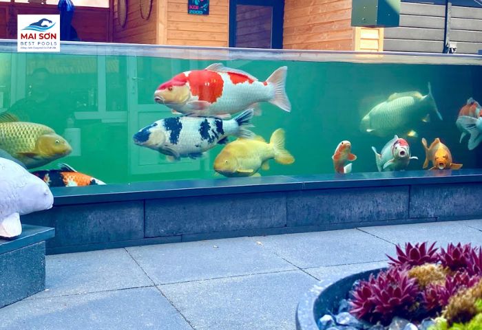 Cần lựa chọn cá Koi nuôi cho phù hợp với điều kiện bể kính