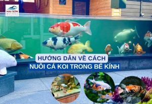 Hướng Dẫn Cách Nuôi Cá Koi Trong Bể Kính