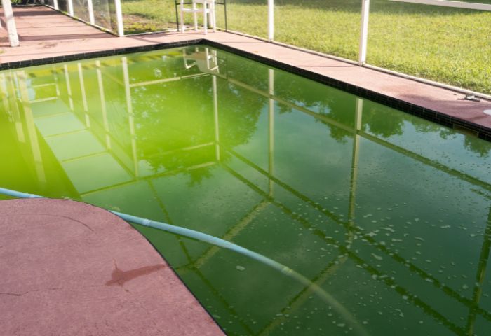 Nước bể bơi bị xanh chủ yếu có nhiều rêu tảo