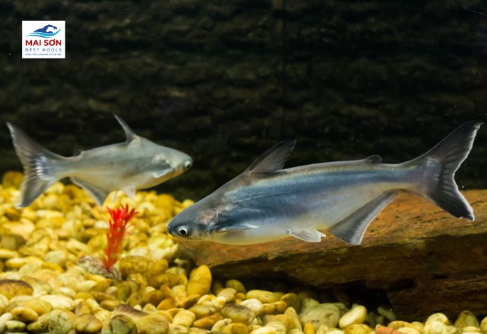 Nuôi Cá Gì Trong Bể Xi Măng - Cá Basa