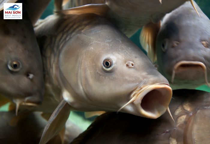 Nuôi Cá Gì Trong Bể Xi Măng - Cá Chép