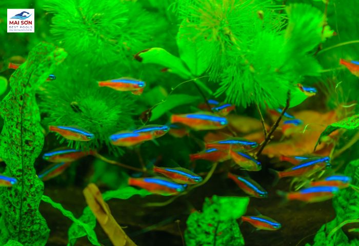 Cá neon là một trong những loài cá dễ nuôi trong môi trường thủy sinh