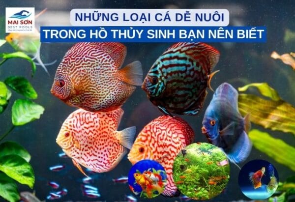 Cá Dễ Nuôi Trong Hồ Thủy Sinh