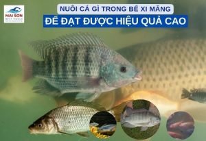 Nuôi Cá Gì Trong Bể Xi Măng Để Đạt Được Hiệu Quả Cao?
