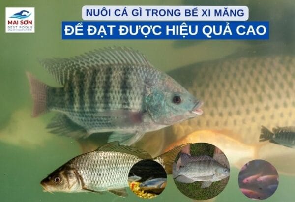 nuoi ca gi trong be xi mang