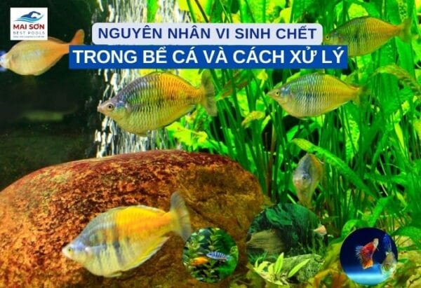 Vi Sinh Chết Trong Bể Cá