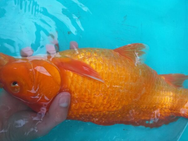 Be Bat Nuoi Ca Koi Ky thuat nuoi ca koi sinh san cach cho ca de den uong koi giong scaled