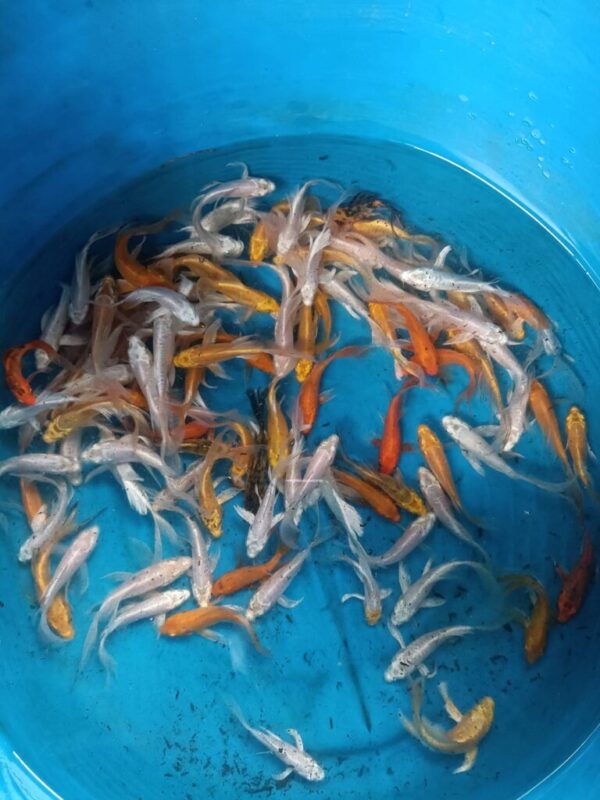 Be Bat Nuoi Ca Koi Mini Ca chep koi mini