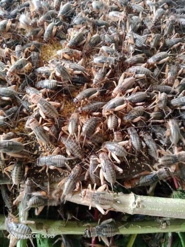 Be Bat Nuoi Ca Koi Thuc an cho ca koi giup len mau dam dep nhanh lon