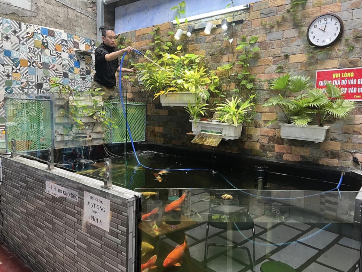 Be Nuoi Ca Koi Cach nuoi ca koi ngoai troi scaled
