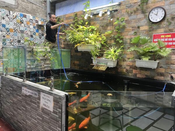 Be Nuoi Ca Koi Cach nuoi ca koi ngoai troi scaled