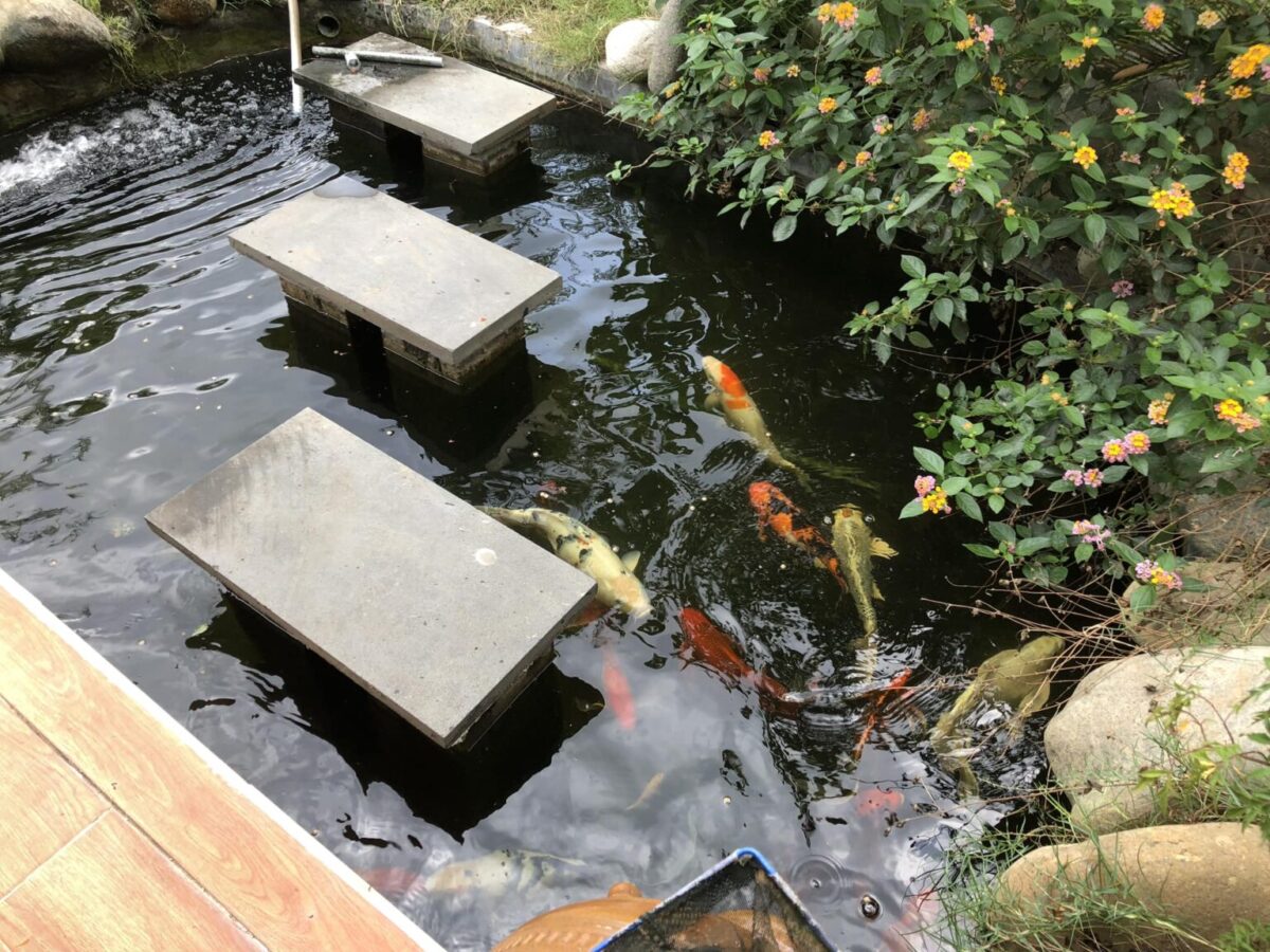 Cách nuôi cá koi Việt 1 Cach nuoi ca koi Viet scaled