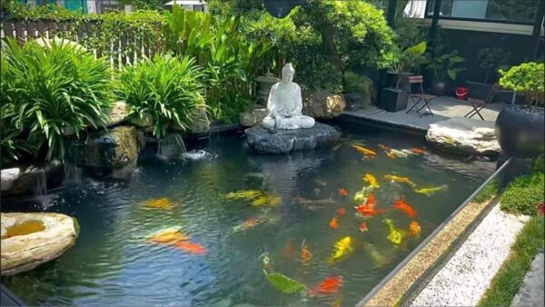Thiết kế và xây dựng Hồ Nuôi Cá Koi đẹp, chuẩn phong thủy.