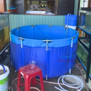 nuoi-ca-ro-dong-trong-be-bat (2)