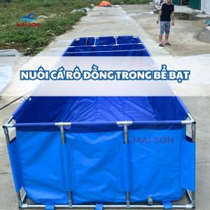 Nuôi cá rô đồng trong bể bạt: Lợi ích nổi bật so với phương pháp nuôi truyền thống